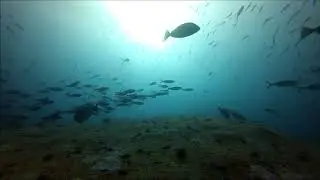 Diving Similian Sea in The Junk liveaboard