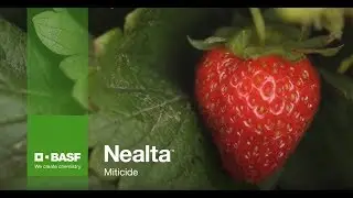 Jeff Tigchelaar Nealta - French | BASF