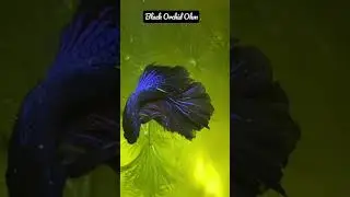 Black Orchid OHM | Betta Fish