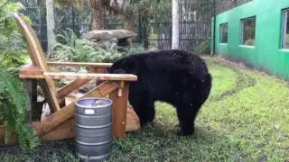 Josh the bear