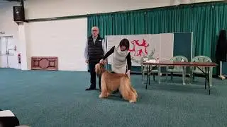 Afghan Hound Breed Lecture
