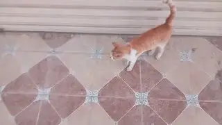 Naveed Abbas nn  Meri Pyari Billi kite video