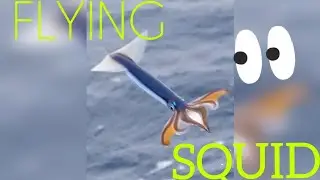 FLYING SQUID 🦑
