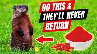 Easiest Way to Get Rid of Pesky Groundhogs from Your Property FAST