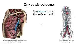 Żyły klatki piersiowej (wstęp)