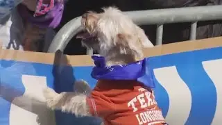 Austin Humane Society holds 16th annual Puppy Bowl | FOX 7 Austin