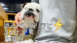【ゲリラ雷雨】雷が超怖いブルドックが面白すぎたwww