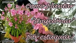 Como plantar 