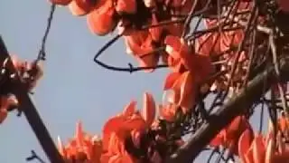 The tree full of beautiful red Palash flowers