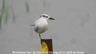 Whiskered Tern @ Chiu S C DSCN0503