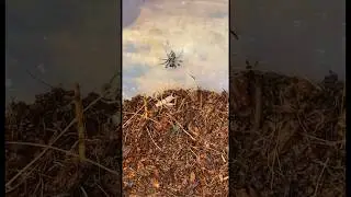 Jumping Spider BATTLES HUGE Cricket!