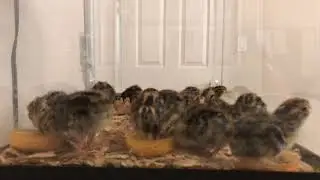 Quail tv