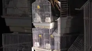Canary talk