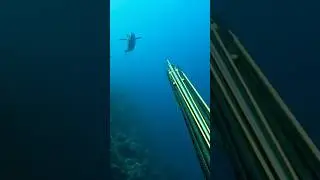 #undersea #ice #shark #underwater ।। Under sea।।