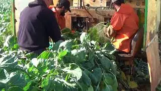 Sprout Harvest Part 1.
