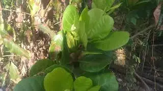 TERRENO A VENDA NO MUNDO NOVO, MUNIC&Iacute;PIO DE VERTENTES - PE