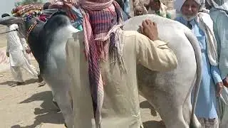 #animalkingdom #king pakistan#king panjab#bigbull #bareedar #mostbeautifulbulls