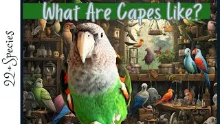 Какие капские попугаи в качестве домашних животных? | #parrot_bliss #bird #parrot