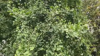 Maidenhair - branches, twigs & leaves - October 2025