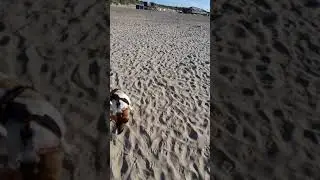 Nilo en la playa