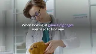 cavy care is a guinea pig right for you