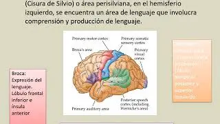 FUNCIONES CEREBRALES SUPERIORES