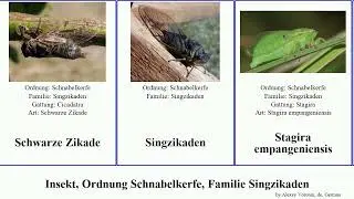 Insekt, Ordnung Schnabelkerfe, Familie Singzikaden insect Tibicen pronotalis Mannasingzikade Vital