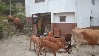 Moviendo las vacas y sus xatos al nuevo prado
