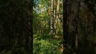Take a 1-Minute Nature Break 🌿 #relaxing #nature