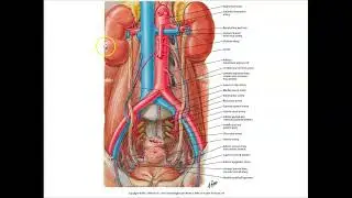 AHGA - Dissection 7 - Posterior Abdomen (Retroperitoneal)