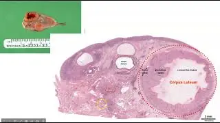 Endocrine gonads