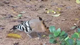 Tel Aviv, Sharona, Israel - A hoopoe, Israel's national bird