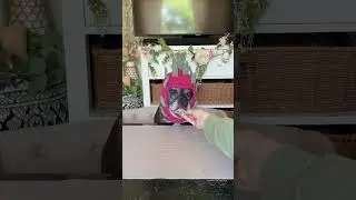 How far does my dog spit out dragon fruit? #doglover #crochet