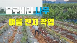 블루베리 수확 후 여름 전지 하기