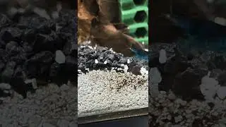 Blue Neo shrimp eating on the run.