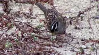 Nuttall's White-crowned Sparrow at Crissy Field Dunes, Presidio San Francisco