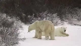 Gates of the Arctic video APES