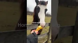 Funny horse❤️❤️#horse#horsevideo #funny#fyp