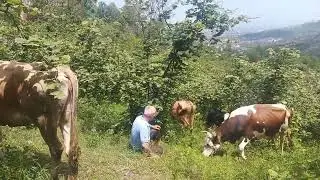 deniz manzarasında &ccedil;obanlık#shortsvideo#reels#viral#keşfet#milch#cow#bull#farmer#karadeniz#ordu#k&ouml;y#
