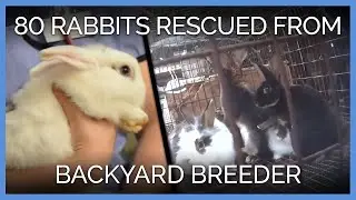 More Than 80 Rabbits Rescued From Backyard Breeder | PETA Animal Rescues