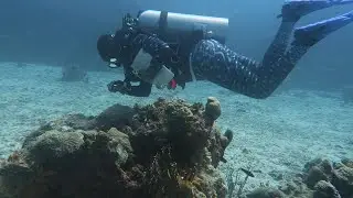 Stony Coral Tissue Loss Disease Response