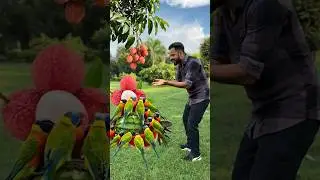 &ldquo;🥥 Coconut Turns into Grapes, Mango, Litchi & Watermelon 😲 | Fruits Magic #fruitmagic #shortsfeed