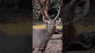 Ranthambhore #travelvlog #ranthambore #shorts