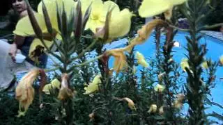 MOV04223.MPG