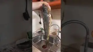КАРПИК🐠#shorts #food #reaction #рыбалка#рекомендации