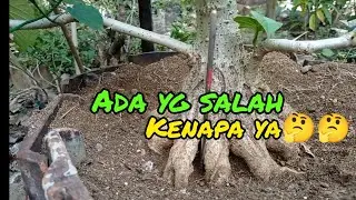Cara membuat bonsai waru India program akar