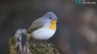Calling male of Red-breasted Flycatcher | Nature Web