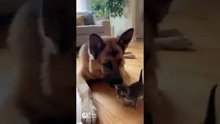 Kitten Plays with German Shepherd &mdash; A Must-Watch Clip for Pet Lovers.mp4