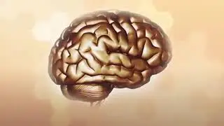 left and right brain differences in learning m4v   YouTube 360p