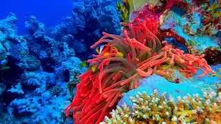 The Best of Sinai Scuba Diving Safari 2022